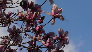 春天玉兰花树花朵花开